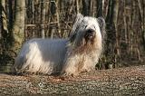 SKYE TERRIER 021